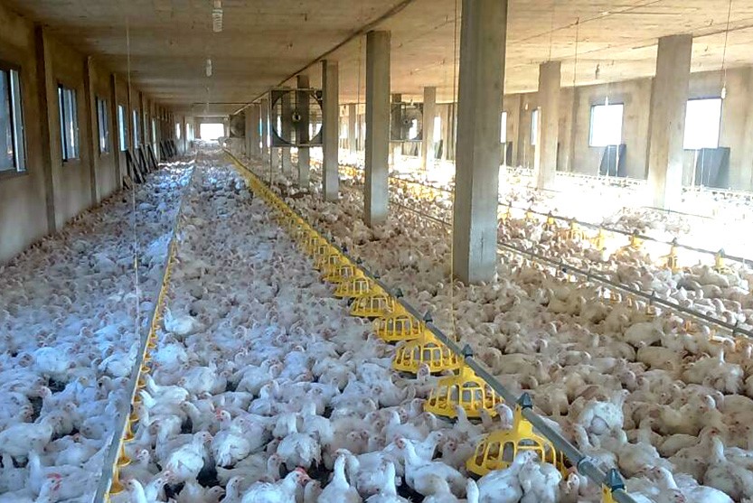 مشروع مزرعة للدجاج اللاحم ٢